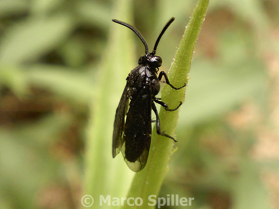 Imenottero ?....Argidae ?